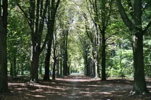 Tree-lined path in Rivierenhof