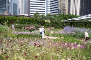 Lurie Garden, Millennium Park, Chicago