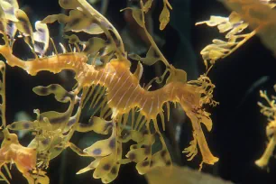 Leafy seadragon, Shedd Aquarium, Chicago