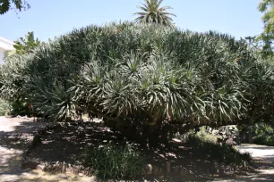 Dragon tree, Botanical Garden, Lisbon