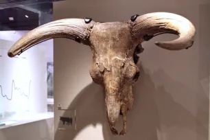 Skull of an auroch, Museum of London