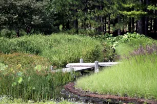 Wild grasses in the Botanical Gardens in Montreal