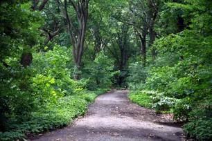 Lane in Prospect Park, Brooklyn