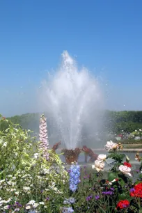 Colorful flowers in the gardens of Versailles