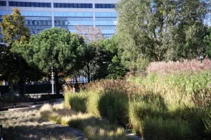 Grass and bushes in the Jardin Atlantique