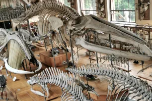 Paleontology gallery, Muséum National d'Histoire Naturelle, Paris