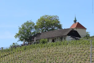 St. Clair’s vineyard, Botanical Garden in Troja, Prague, Czechia